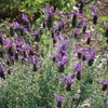 Lavendula stoechas 