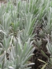 Lavandula x intermedia