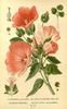 Lavatera trimestris