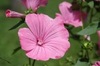 Lavatera trimestris