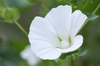 Lavatera trimestris