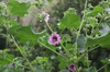 Lavatera arborea