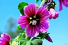 Lavatera arborea