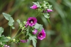 Lavatera arborea