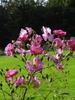 A spray of pink roses. Many flowers.