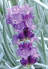 Close up of flower