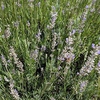 Lavandula x intermedia 'Grosso'