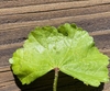 Leaf closeup in November in Durham, North Carolina
