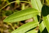 Closeup of leaf underside