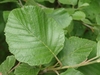 Leaf and stem in May in Krasnosel'skiy rayon, Russia