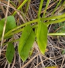 Leaves and stem in September in Crawford County, Michigan