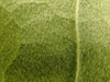 Leaf underside in July in Rutherford County, Tennesse