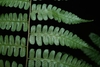 Leaf underside in July in Saül 97314, French Guyana