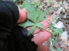 Hand cradling the inverted leaf to show venation & hairs.