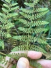 frond underside
