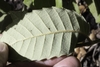 Leaf underside in October in Marin County, California