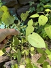 Leaves Underside in September in Gonzales County, Texas