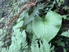 Leaf in April in Yilan, Taiwan