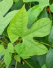 Leaf in April in Jujuy in Argentina