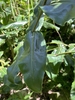 Close-up of long, strap-like leaf