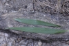 Leaf detail in August in Wake County, North Carolina
