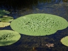 Leaf in August in Yevrey, Russia