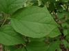 Leaf in July in Rutherford County, Tennesse