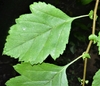Leaf close-up in June in Arkansas County, Arkansas