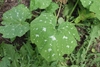 Leaves in June in Bronx, Newyork