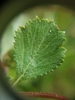 Leaf in June in Emanuel County, Georgia