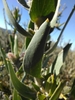 Leaf in June in West Coast County, South Africa