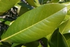 Ovate green leaf closeup in March