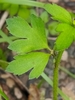 Single, ternate leaf with lobed leaflets. Hairy stem.