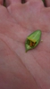 Buxus sempervirens 'Green Mountain Boxwood' leafminers