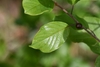 Leaf in October in Alsace, France