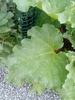 Leaf closeup in October in Christchurch, New Zealand