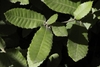 Leaves in October in Marin County, California