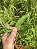 Leaf in September in Sagadahoc County, Maine