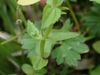 Leaves and stem in August in Macon County, North Carolina