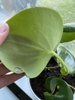Underside of leaf