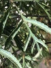 Leaf closeup of a potted plant