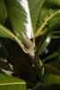 Leaf bud in March