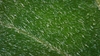 Leaf close-up in June in Windsor County, Vermont