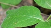 Leaf Closeup in June in Hastings County, California