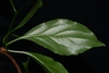 Leaf close-up in Clarke County, Alabama