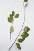 Leaves and stem in December in Kyiv, Ukraine