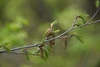 Leaf Sprouts & Flowers