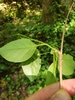 Leaf underside in June in Buncombe County, North Carolina