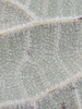 Grayish hairs on leaf underside in June. Grundy. Tennessee