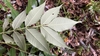 Leaves underside in November in Kyushu, Japan